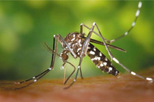 Малярия статья